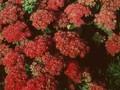 Sedum spectabile Brilliant Image 1