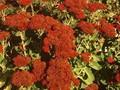 Sedum spectabile Carmen Image 1