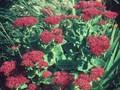Sedum spectabile Rosenteller Image 1