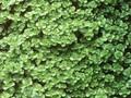 Sedum spurium Album Superbum Image 1