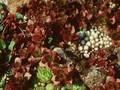 Sedum spurium Coccineum Image 1