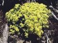 Sedum ukrainae Image 1