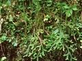 Selaginella helvetica Image 1