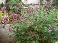 Semiaquilegia ecalcarata Image 1
