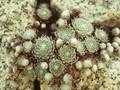 Sempervivum arachnoideum subsp. tomentosum Image 1