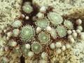 Sempervivum arachnoideum Webbianum Image 1