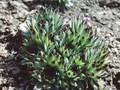 Sempervivum calcareum Mrs Giuseppi Image 1