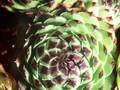 Sempervivum cantabricum Image 1