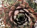 Sempervivum Commander Hay Image 1