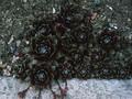 Sempervivum Donarrose Image 1