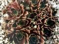 Sempervivum Granat Image 1