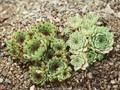 Sempervivum Greenii Image 1