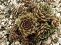 Sempervivum Grunschnabel Image 1