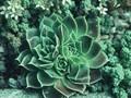 Sempervivum heuffelii Image 1