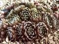 Sempervivum Hey Hey Image 1