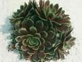 Sempervivum Ornatum Image 1