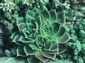 Sempervivum patens Image 1