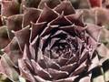Sempervivum Pilatus Image 1