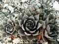 Sempervivum Rotsandsteinriese Image 1