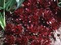 Sempervivum Rubin Image 1