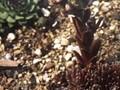 Sempervivum Silberkarneol Image 1