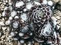 Sempervivum Skovtrolds Triumph Image 1