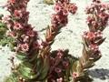Sempervivum Smaragd Image 1