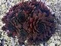Sempervivum Spinnelli Image 1