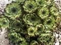Sempervivum Spinulifolium Image 1