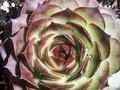 Sempervivum Sunset Image 1