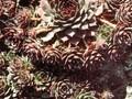 Sempervivum tectorum Atropurpureum Image 1