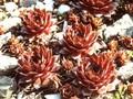 Sempervivum tectorum Metallicum Giganteum Image 1