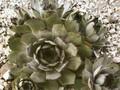 Sempervivum tectorum Monstrosum Image 1