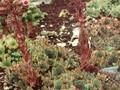 Sempervivum tectorum Triste Image 1