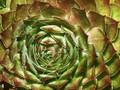Sempervivum Zwielicht Image 1