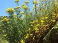Senecio adonidifolius Image 1