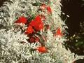 Senecio bicolor Image 1