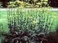Senecio doria Image 1