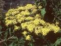 Senecio fuchsii Image 1