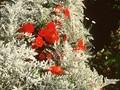 Senecio maritimus Image 1