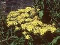 Senecio ovatus Image 1