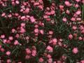 Serratula shawii Image 1