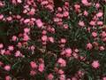 Serratula tinctoria subsp. seoanei Image 1