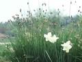 Sesleria albicans Image 1
