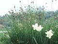 Sesleria albicans var pseudo-uliginosa Image 1