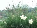 Sesleria varia Image 1