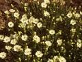 Silene uniflora Image 1