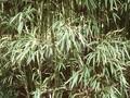 Sinobambusa tootsik albostriata Image 1