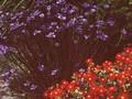 Sisyrinchium gramineum Image 1