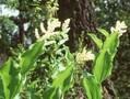 Smilacina racemosa Image 1